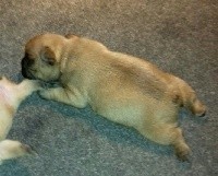 CHIOT